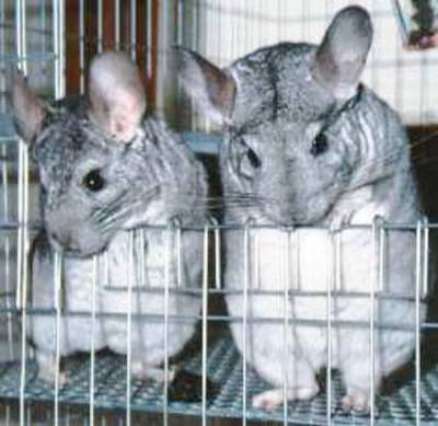 chinchilas