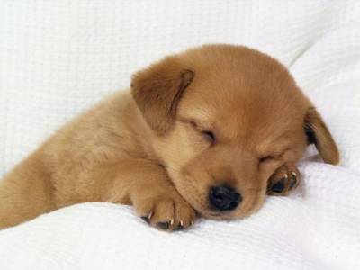 VENDO FILHOTES DE LABRADOR